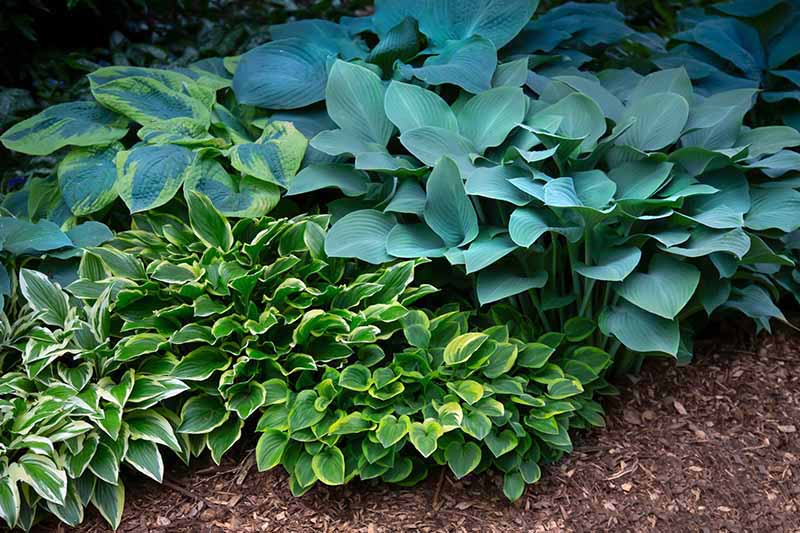 A close up horizontal image of hostas growing in the garden in a shady spot.