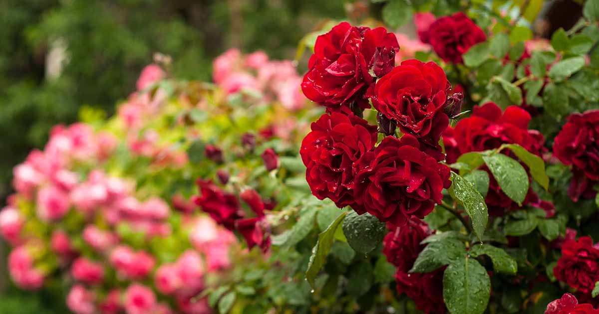 How to Collect and Save Rose Seeds | Gardener's Path