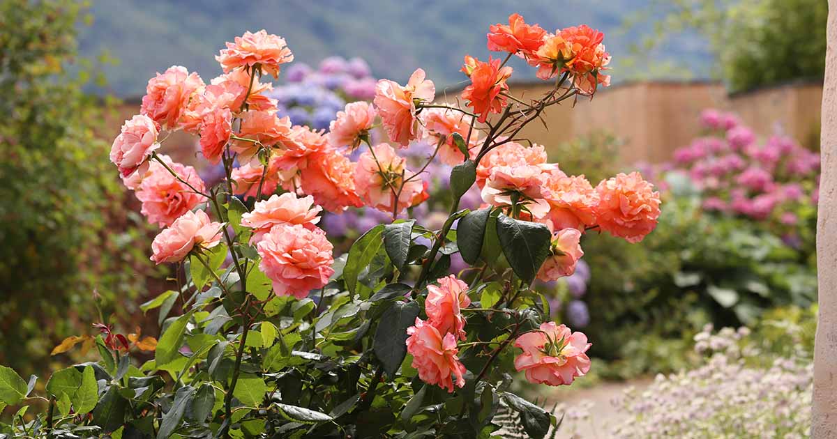 How to Transplant Roses | Gardener’s Path