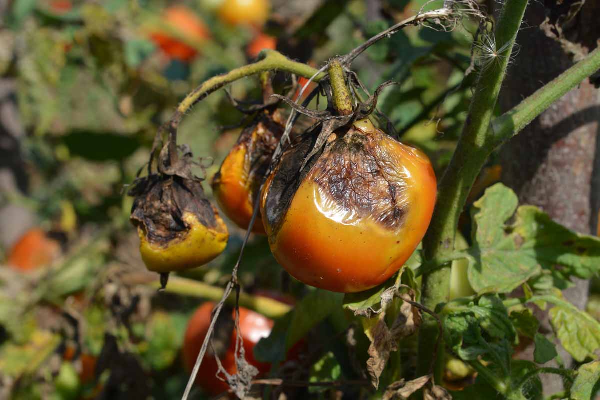 A close up horizontal image of a tomato plant suffering from a bad case of late blight caused by Phytophthora infestans, a nefarious water mold.