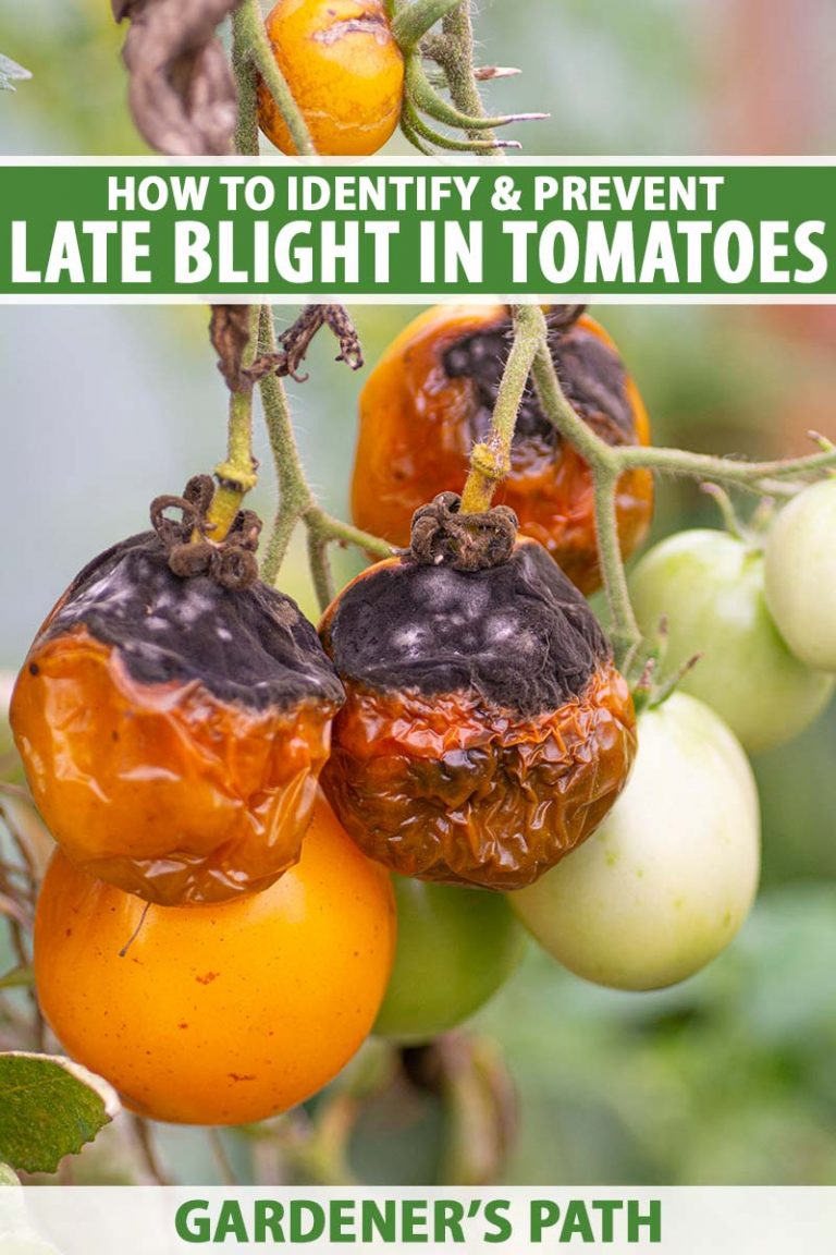 getting rid of blight on tomatoes
