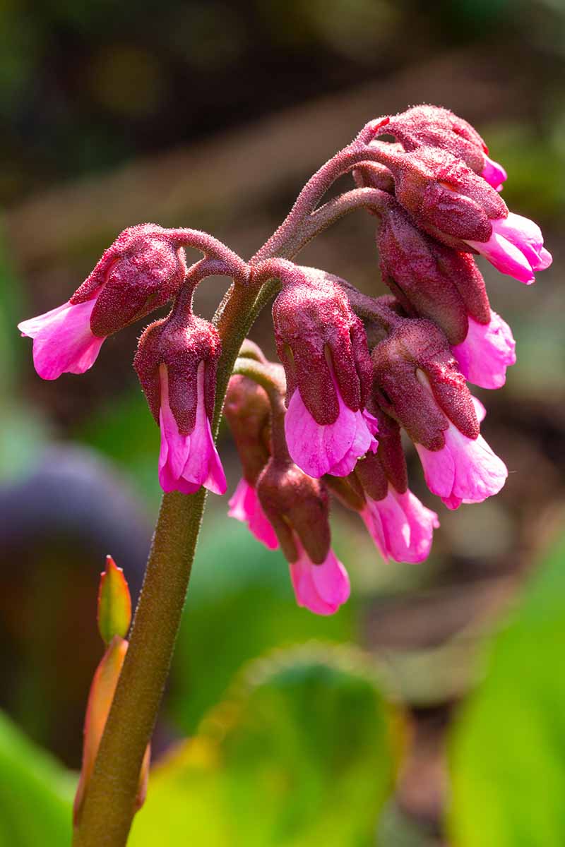 A close up vertical image of the pink nodding flowers of 'Irish Crimson' growing in the garden pictured in bright sunshine on a soft focus background.