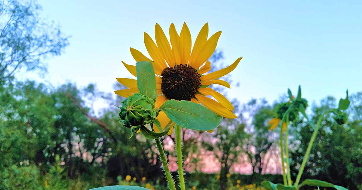 Image of Sunflowers annual plant