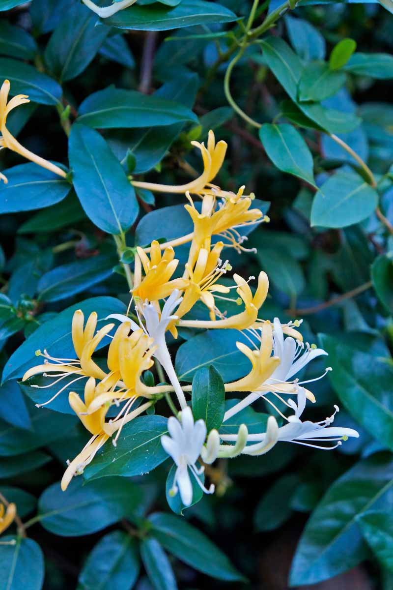 A close up vertical image of the yellow and white flowers of Lonicera japonica vines with foliage in soft focus in the background.