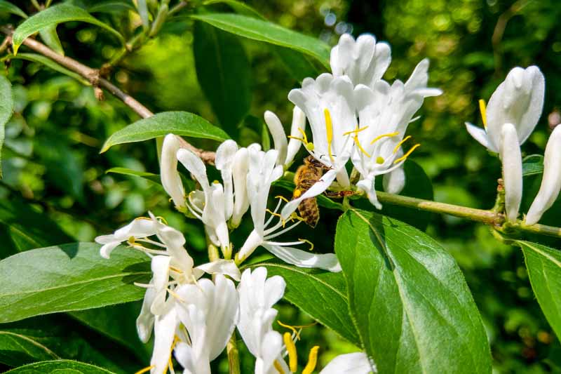 A close up horizontal image of white Lonicera japonica flowers with a bee feeding on the blooms pictured in light sunshine on a soft focus background.