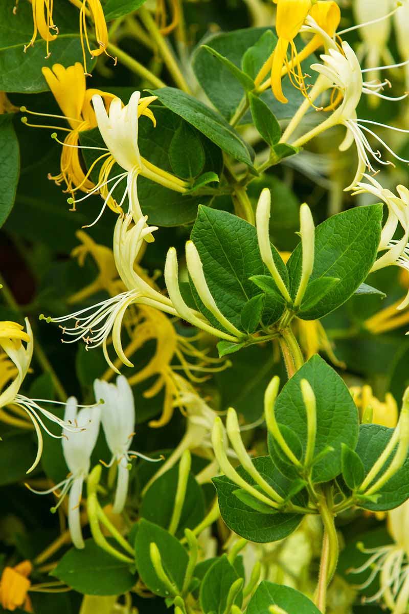 A close up vertical image of a Japanese honeysuckle (Lonicera japonica) growing in the garden with white and yellow flowers and green foliage.