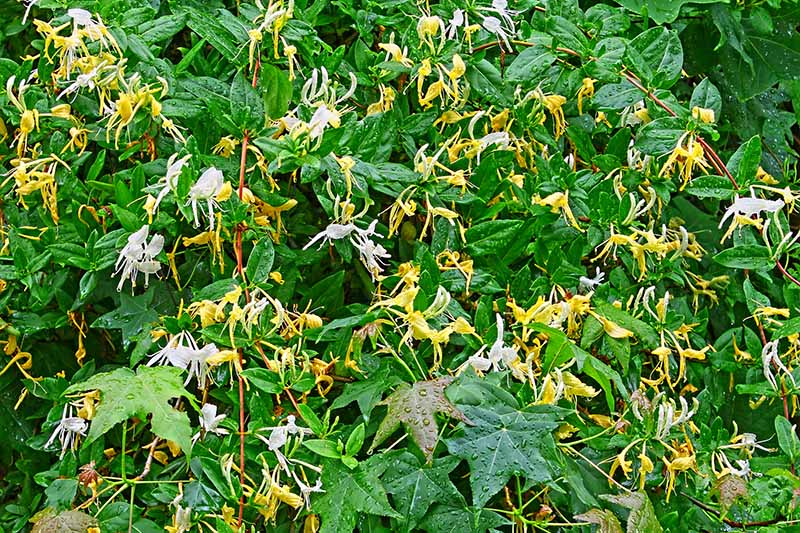 A close up horizontal image of a large Japanese honeysuckle vine growing in the garden with yellow and white flowers contrasting against the green foliage.