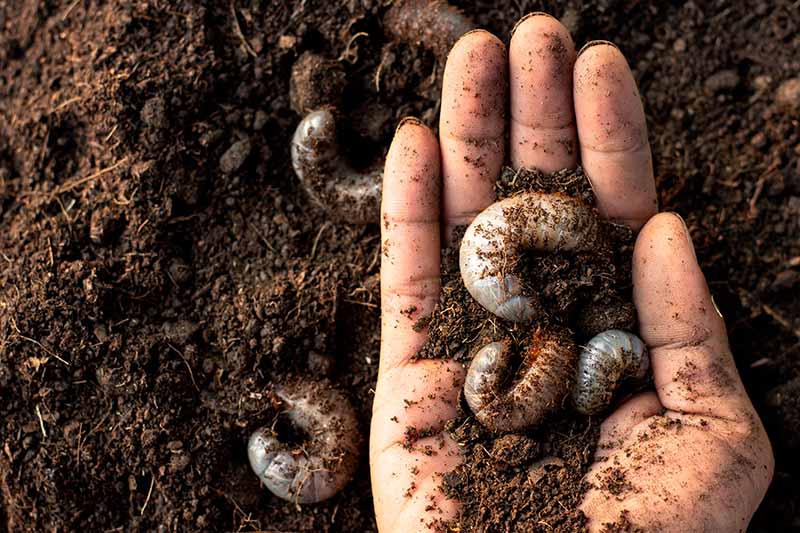A close up horizontal image of a hand with palm open holding a bunch of grubs dug out of the soil.