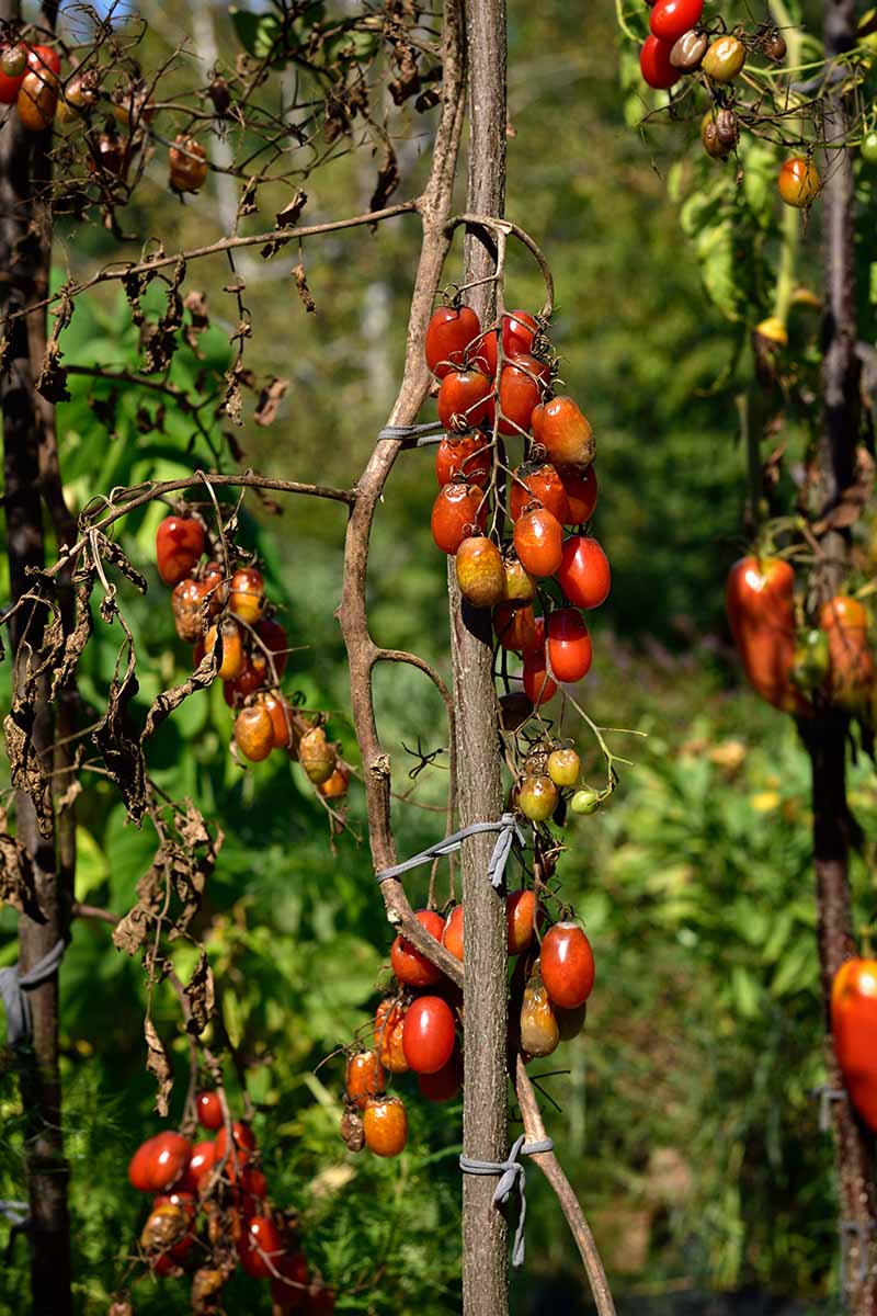 A close up vertical image of a Roma tomato plant suffering from a bad case of late blight pictured in bright sunshine on a soft focus background.