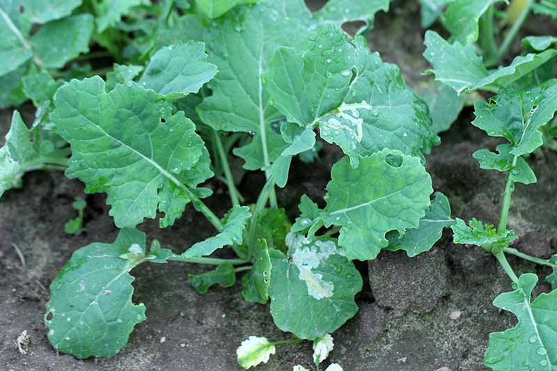 A close up horizontal image of leaf miner damage in the foliage of turnip plants.