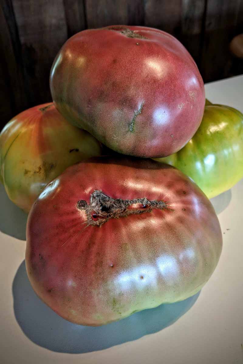 A close up vertical image of freshly harvested 'Cherokee Purple' heirloom tomatoes with one suffering from catfacing.