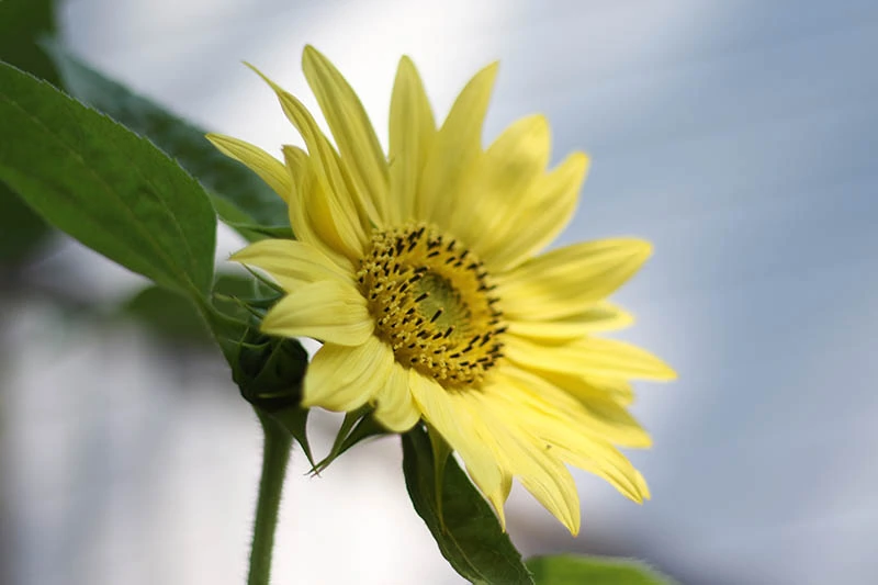 A close up horizontal image of a Helianthus annuus 'Lemon Queen' flower pictured on a soft focus background.