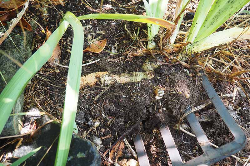 A close up horizontal image of a garden fork lifting up iris plants for division and transplanting.