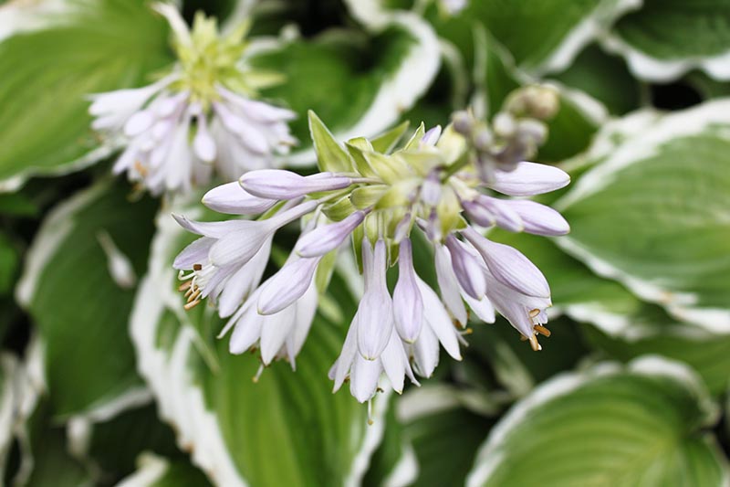 A close up horizontal image of light purple flowers on a variegated hosta plant with foliage in soft focus in the background.