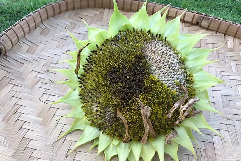 A close up horizontal image of a 'Mammoth Grey' sunflower head set in a wicker basket for seed harvest.