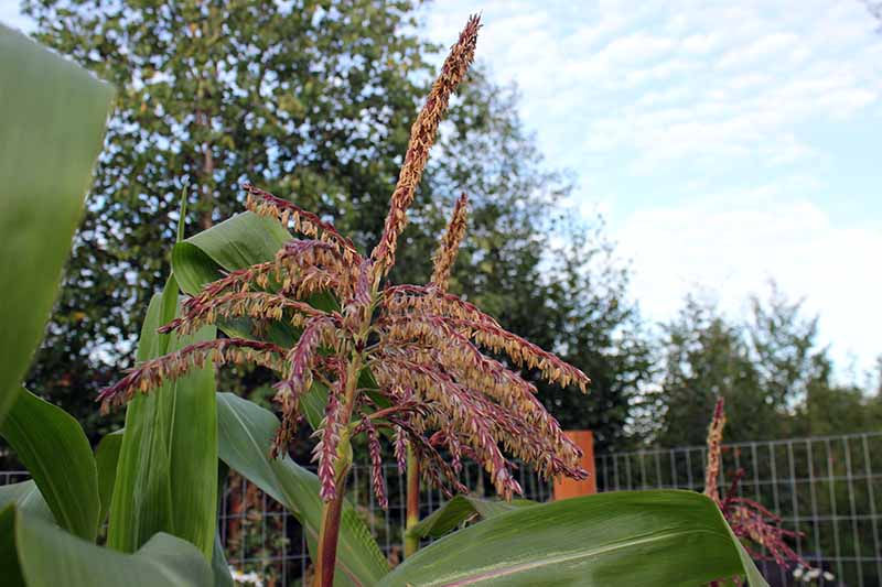A close up horizontal image of the mature tassels on a maize plant.