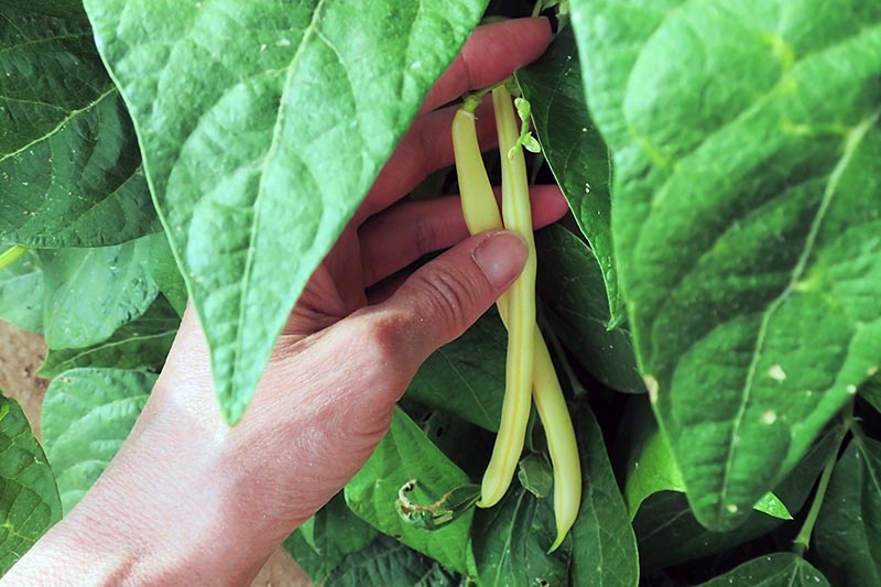 A close up horizontal image of a hand from the left of the frame comparing the length of beans on a plant to determine whether they are ready to harvest.