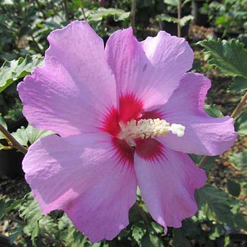 A close up square image of a pink Hibiscus syriacus 'Minerva' flower growing in the garden pictured in bright sunshine.