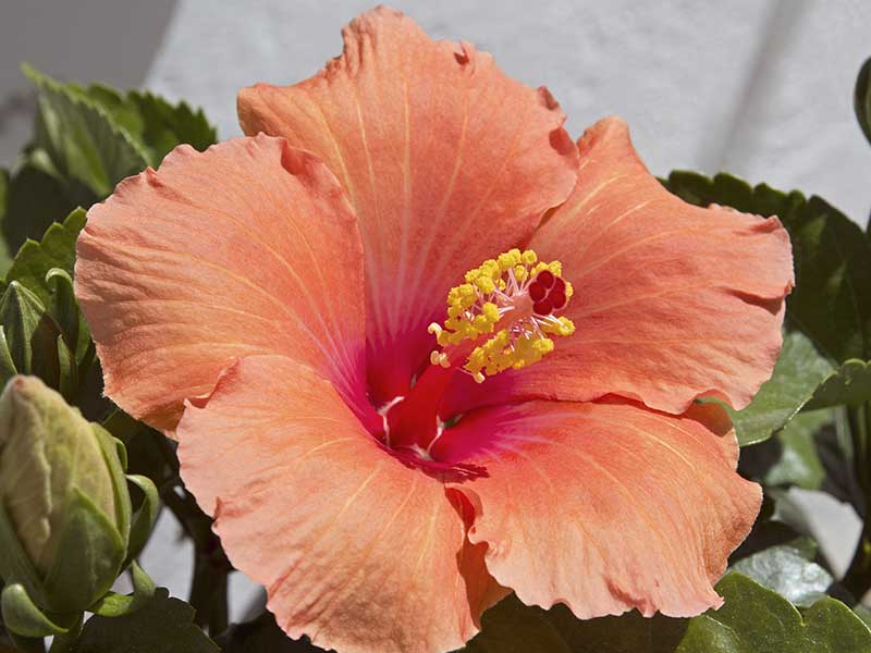 A close up horizontal image of an orange Hibiscus syriacus flower growing in a container.