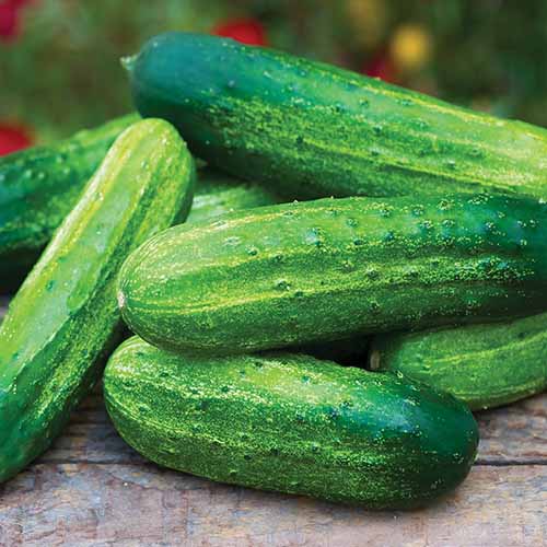 A close up square image of 'Pick a Bushel' cucumbers, freshly harvested and set on a wooden surface.