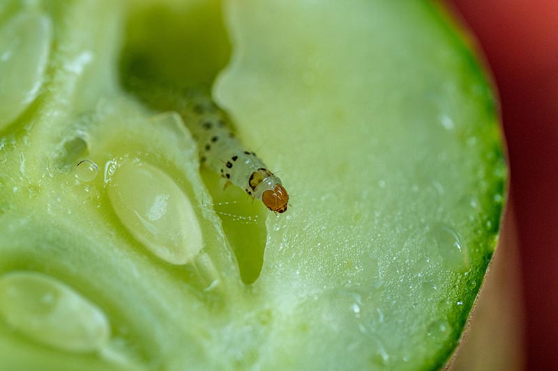 A close up horizontal image of a cucumber sliced in half to reveal a pickle worm on the inside.
