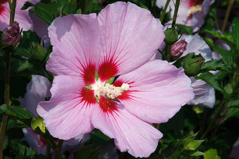 A close up horizontal image of a pink and red rose of Sharon flower growing in the garden pictured on a soft focus background.