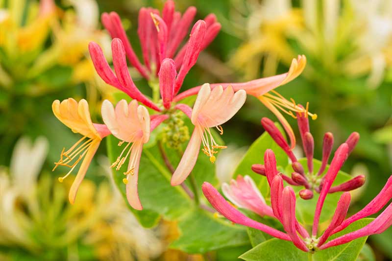 A close up horizontal image of the bright pink and yellow flowers of goldflame honeysuckle pictured on a soft focus background.