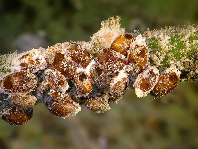 A close up horizontal image of scale insects with holes in the armored covering caused by parasitic wasps, pictured on a soft focus background.