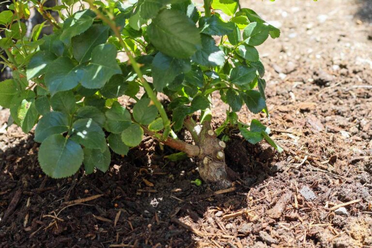 Planting Rose Bushes: Step by Step Instructions | Gardener’s Path