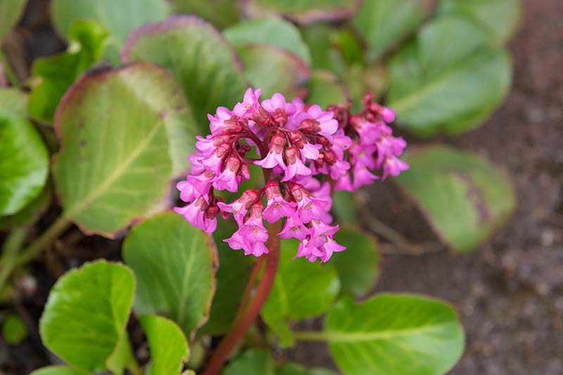 A close up horizontal image of B. crassifolia 'Pugsely's Pink' growing in the garden with foliage and soil in soft focus in the background.