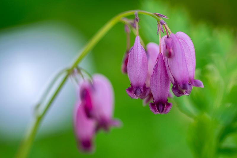 A close up horizontal image of the purple flowers of Dicentra eximia growing in the garden pictured on a soft focus background.
