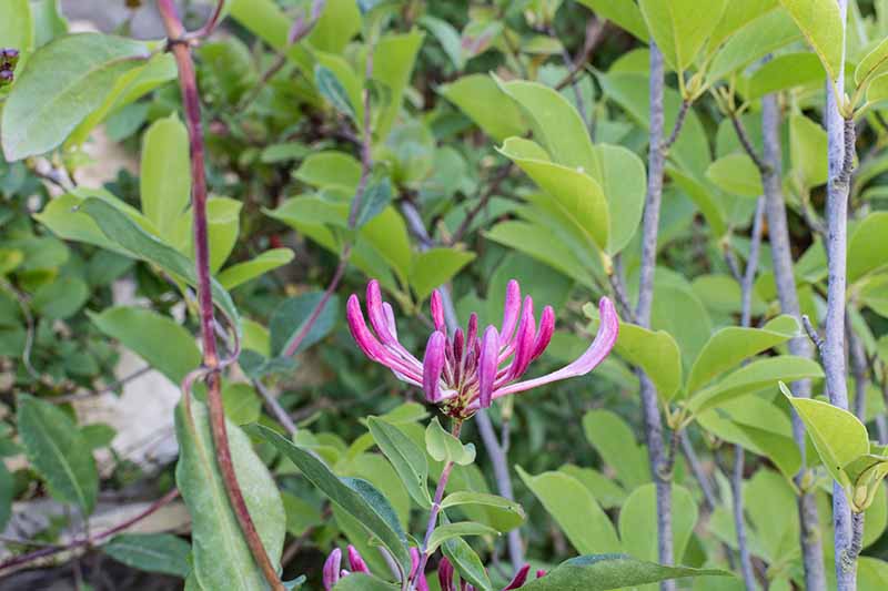A close up horizontal image of a purple honeysuckle flower growing in the garden.