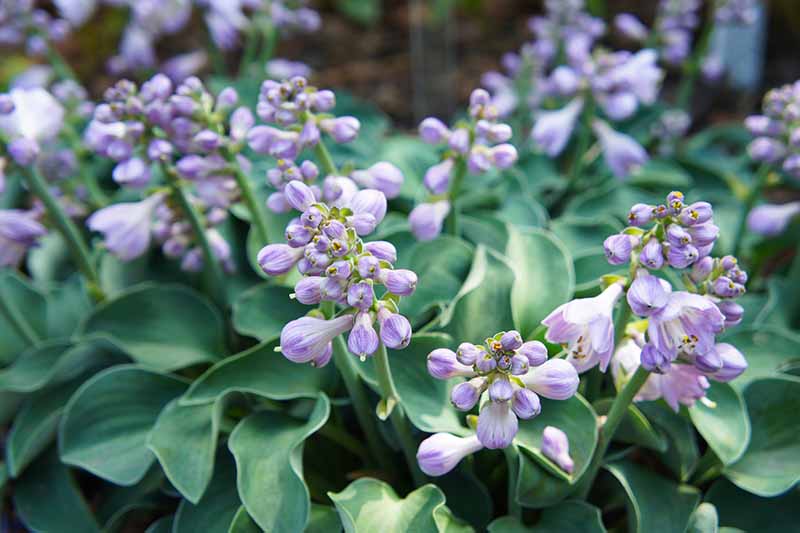 A close up horizontal image of a mouse-eared hosta with purple flowers growing in the garden.