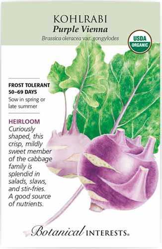 A close up vertical image of a seed packet of 'Purple Vienna' kohlrabi with text to the left of the frame and a hand-drawn illustration on the right.