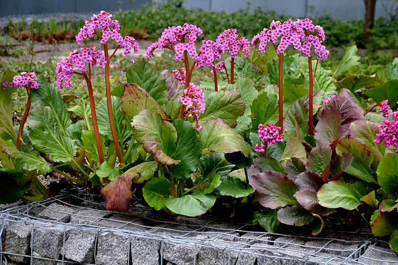 A close up horizontal image of Bergenia 'Red Beauty' growing in a garden border behind a small stone wall.