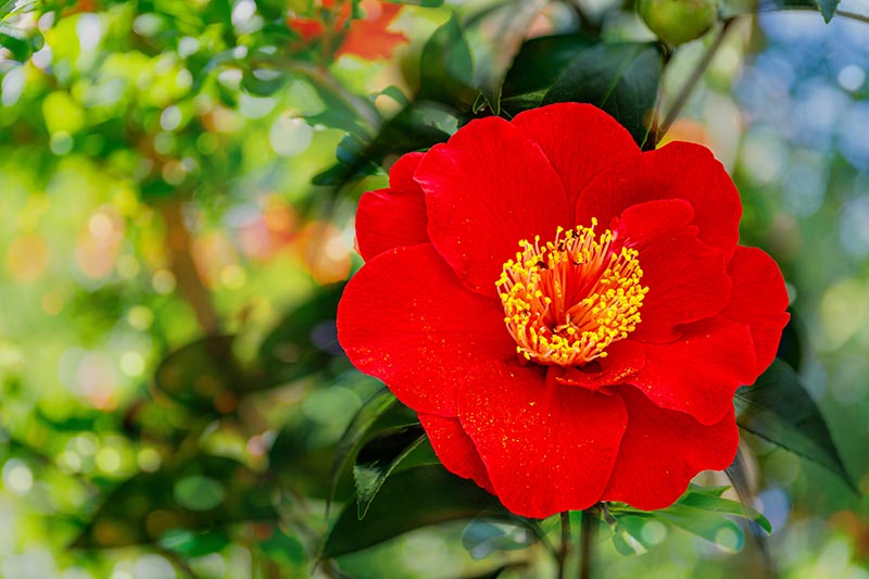 A close up horizontal image of a red Camellia japonica flower pictured on a soft focus background.