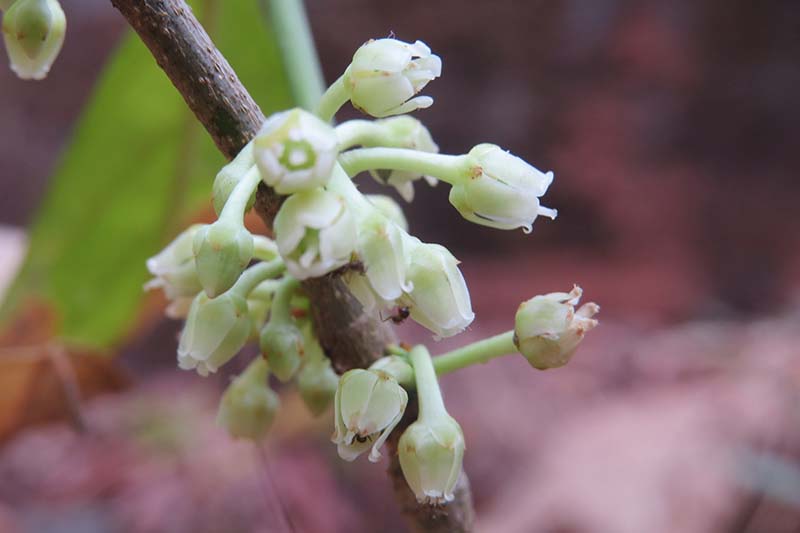 A close up horizontal image of Rinorea bengalensis flowers pictured on a soft focus background.
