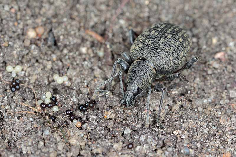 A close up horizontal image of an adult root weevil on the soil with its eggs around it.
