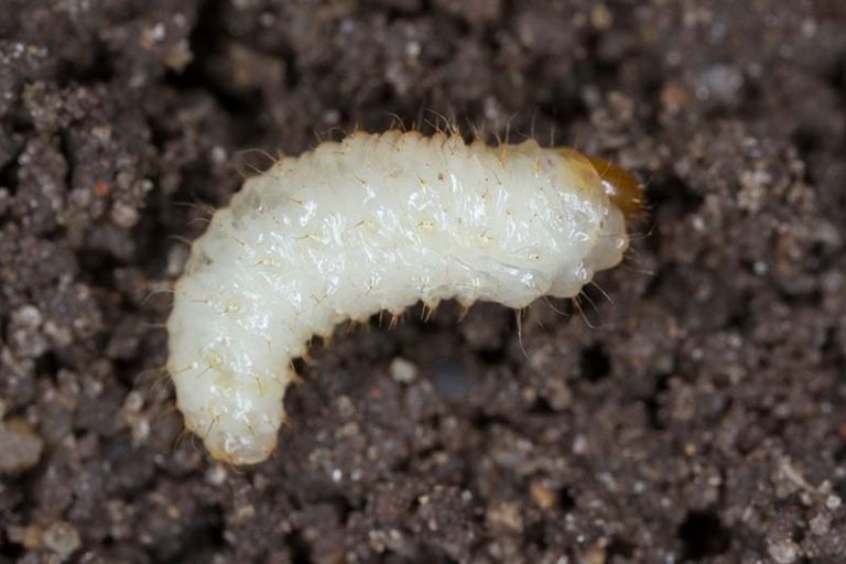How to Identify and Control Root Weevils | Gardener’s Path