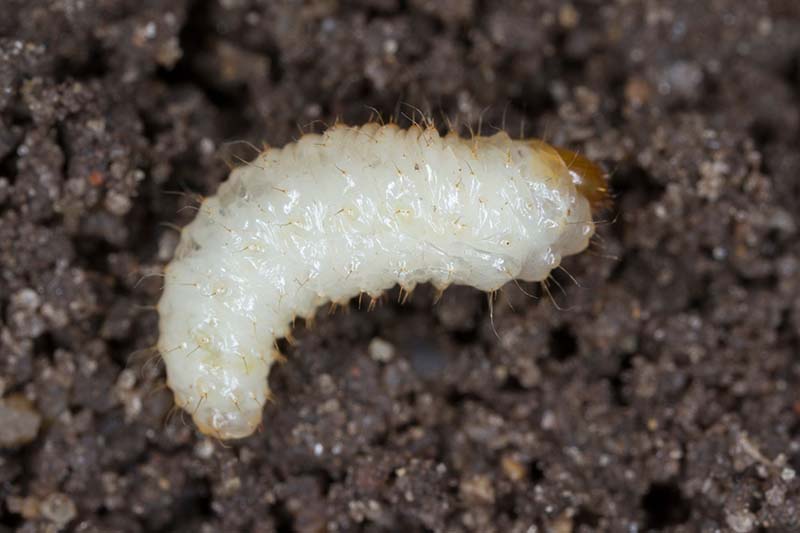 A close up horizontal image of a small root weevil larvae on the surface of the soil.