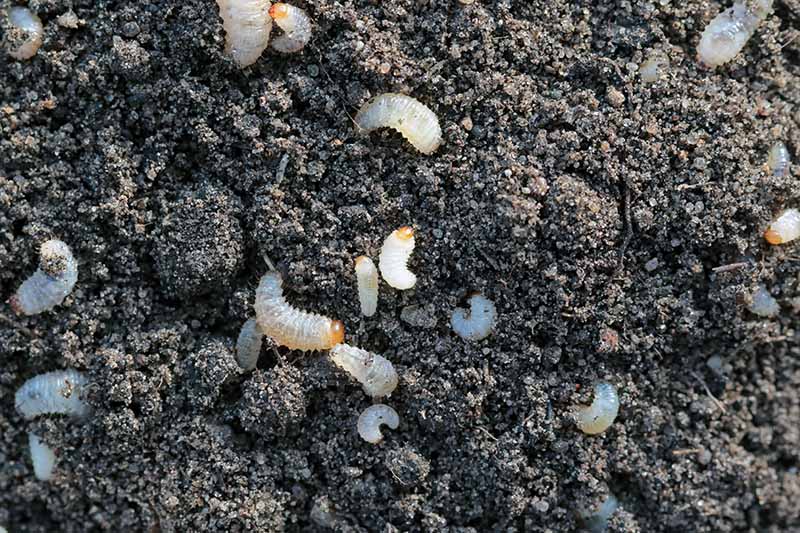 A close up horizontal image of a large number of root weevil larvae on the surface of the soil.