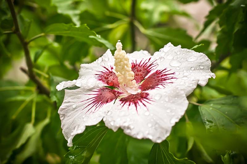 A close up horizontal image of a white and red Hibiscus syriacus flower growing in the garden covered in droplets of rain water.