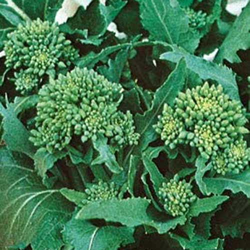A close up square image of 'Novantina' broccoli rabe variety growing in the garden.