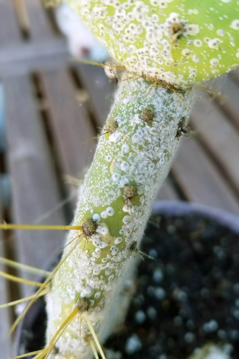 A close up vertical image of a cactus plant with a cottony cushion scale infestation.