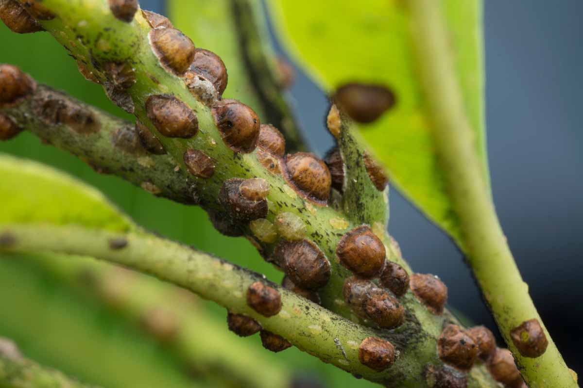 A close up horizontal image of insects in various stages of development infesting a branch pictured on a soft focus background.