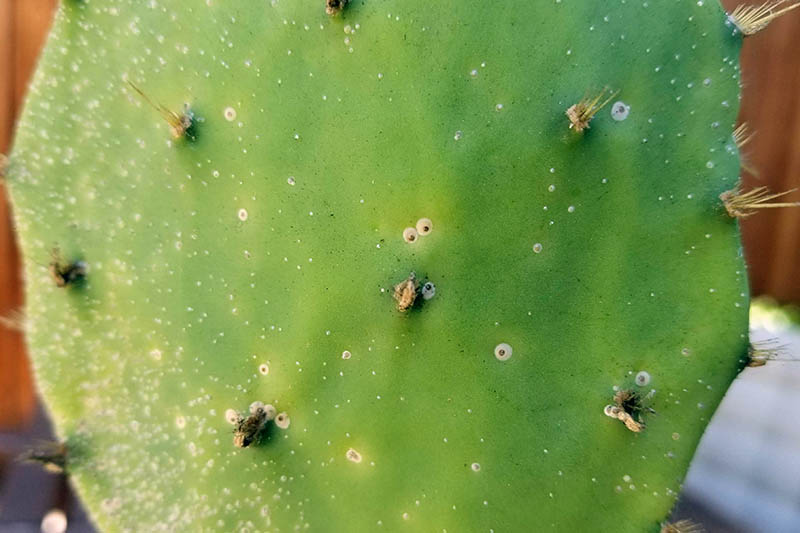 A close up horizontal image of a cactus pad with an infestation of scale insects.