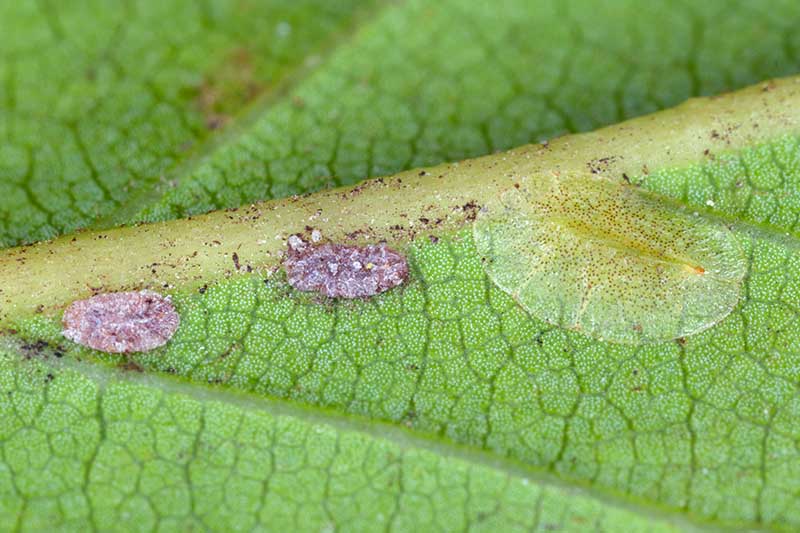 A close up horizontal image of scale insects on the underside of a leaf.