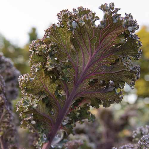 A close up square image of 'Scarlet' kale growing in the garden pictured in light sunshine on a soft focus background.