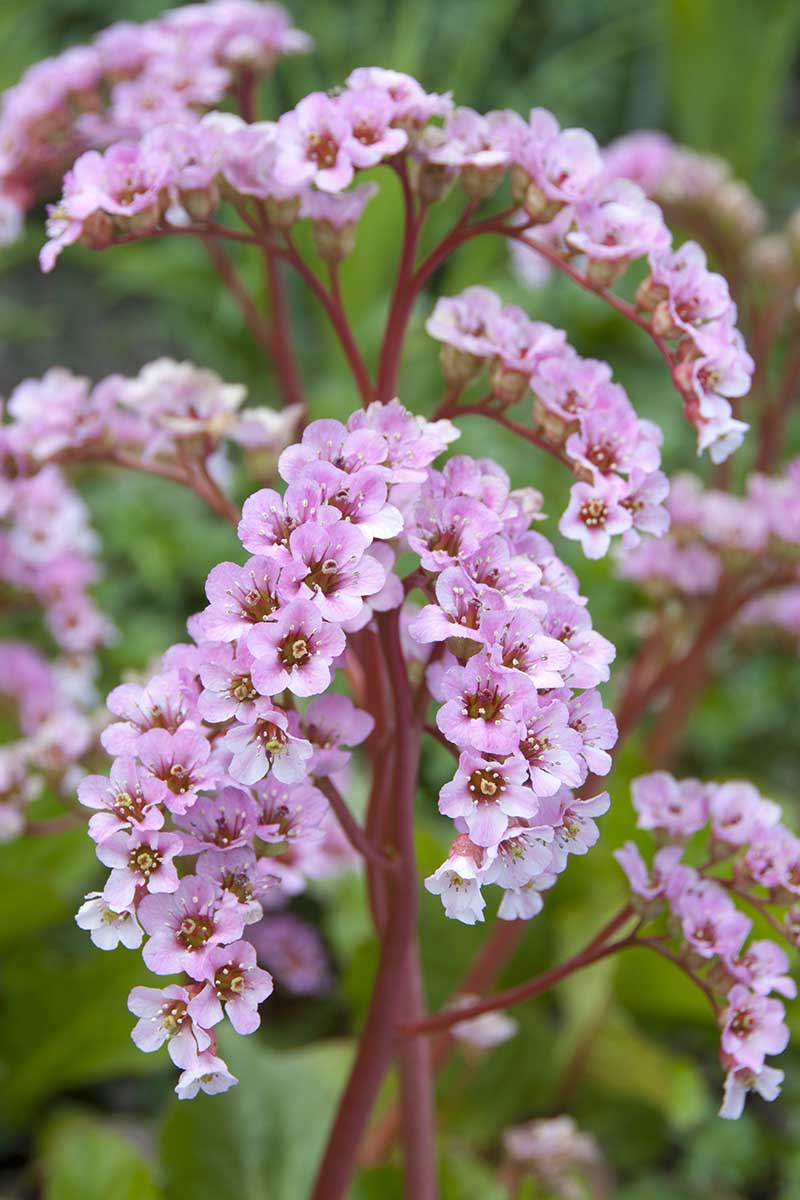 A close up vertical image of pink 'Silberlicht' elephant's ear flowers growing in the garden pictured on a soft focus background.