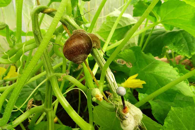 A close up horizontal image of snails infesting cucumber crops in the garden.